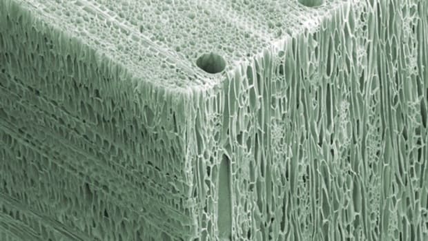 picture of wood under an electron microscope