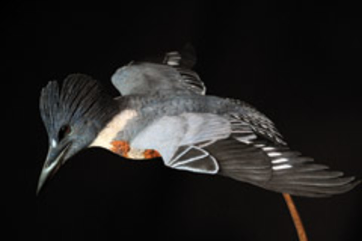 Maas' life-sized carving of belted kingfisher.