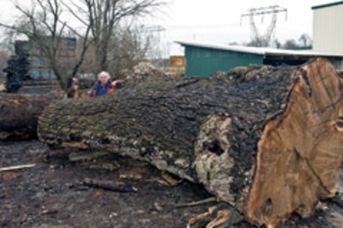 Rick Hearne stands behind a huge walnut log at his Oxford, Pa., business.