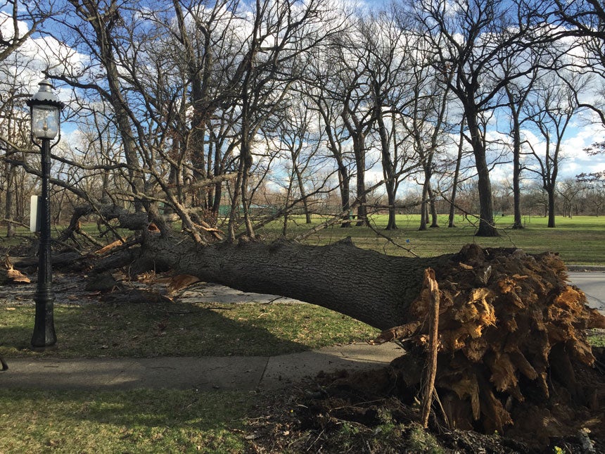 tree-on-ground.jpg